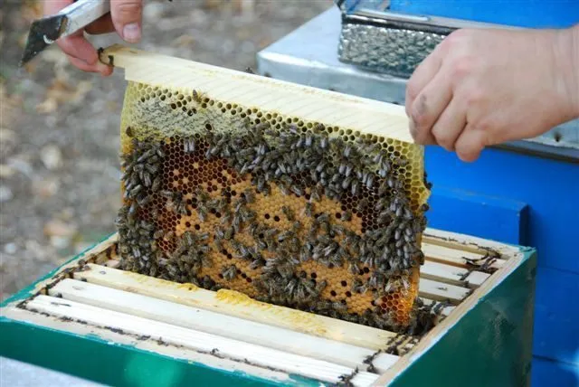 ульи для пчел, пасеки, пчелоинвентарь в Балашихе